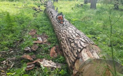Спил и вырубка деревьев, корчевание пней - Черкесск, цены, предложения специалистов