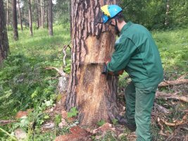 Спил и вырубка деревьев, кронирование, удаление старых деревьев стоимость услуг и где заказать - Черкесск