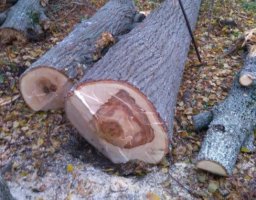 Спил и вырубка деревьев аварийных деревьев