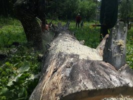 Спил и вырубка деревьев, корчевание пней стоимость услуг и где заказать - Черкесск